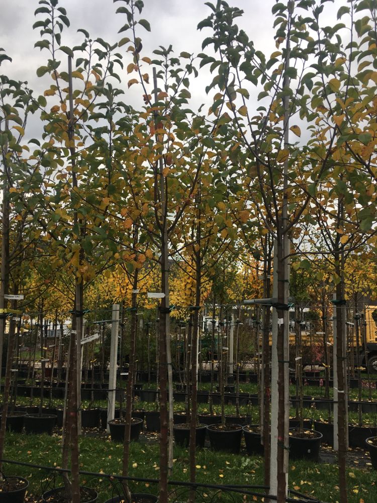 Malus 'Reglindis'                      CAC Apfel 'Reglindis'                   mittel