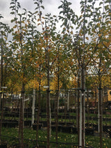 Malus 'Reglindis'                      CAC Apfel 'Reglindis'                   mittel