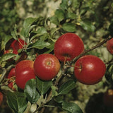 Malus 'Rewena'  -S-                    CAC Apfel 'Rewena'  -S-                 mittel