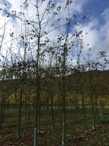Malus 'Rewena'  -S-                    CAC Apfel 'Rewena'  -S-                 mittel