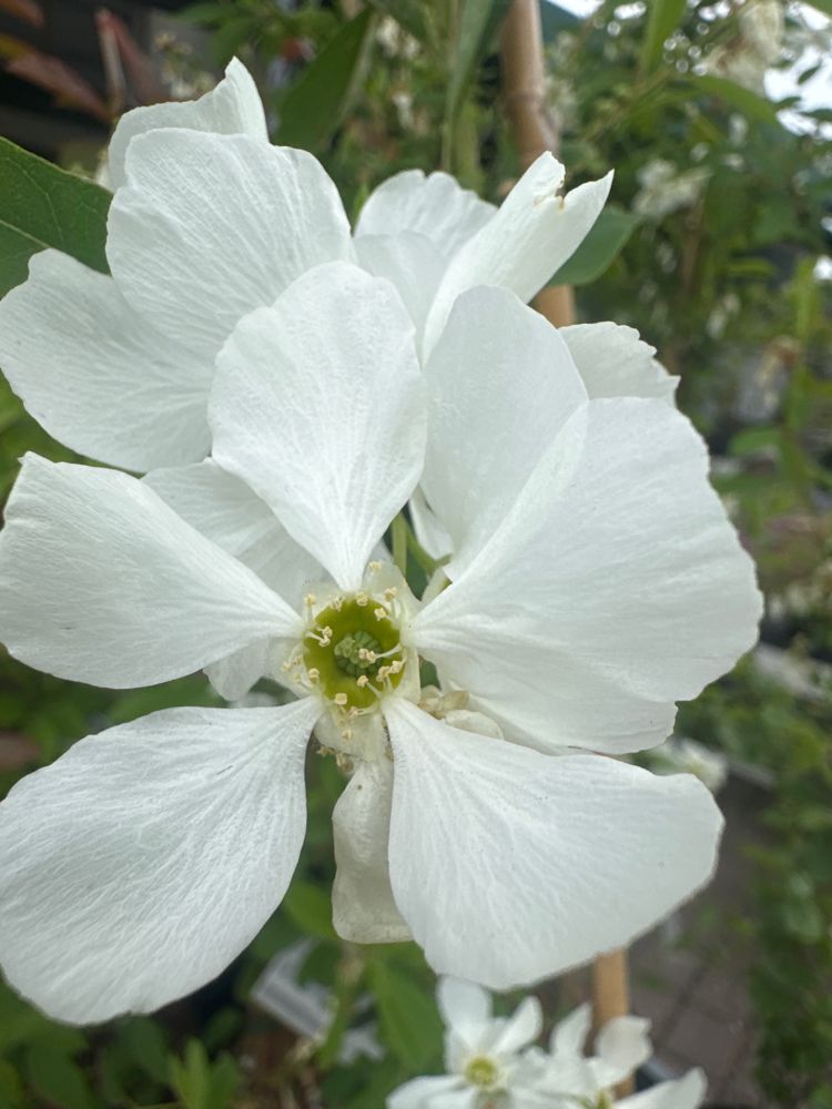 Exochorda macrantha 'The Bride' Kleine Prunkspiere 'The Bride'