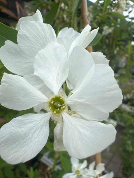 Exochorda macrantha 'The Bride' Kleine Prunkspiere 'The Bride'