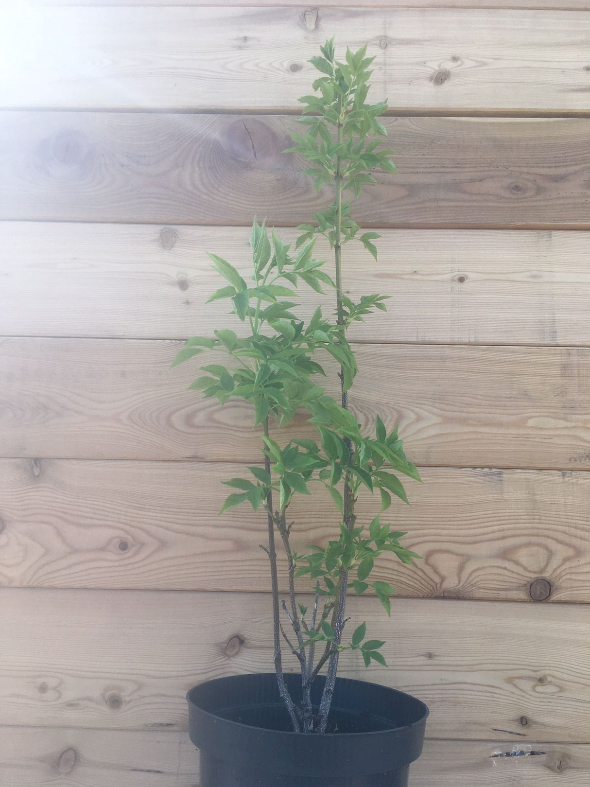 Staphylea pinnata Gemeine Pimpernuss