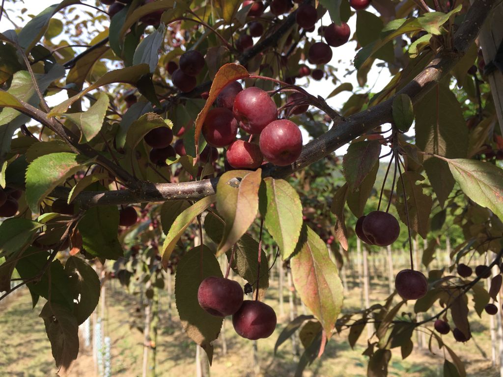 Malus 'Coccinella'  -R- Zierapfel 'Coccinella'  -R-