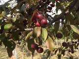 Malus 'Coccinella'  -R- Zierapfel 'Coccinella'  -R-