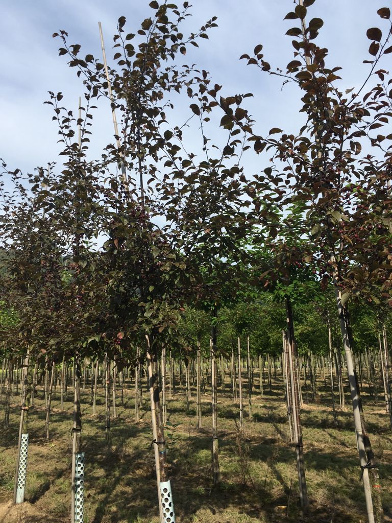 Malus 'Coccinella'  -R- Zierapfel 'Coccinella'  -R-