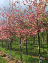 Malus 'Coccinella'  -R- Zierapfel 'Coccinella'  -R-