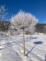 Acer campestre 'Nanum' Kugel-Feldahorn