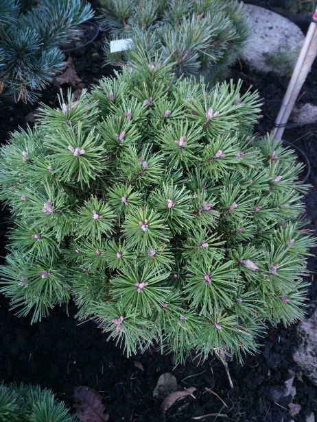 Pinus mugo 'Benjamin' Berg-Kiefer 'Benjamin'