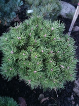 Pinus mugo 'Benjamin' Berg-Kiefer 'Benjamin'