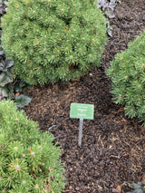 Pinus mugo 'Benjamin' Berg-Kiefer 'Benjamin'