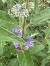 Caryopteris clandonensis 'Thetis'  -S- Bartblume 'Thetis'  -S-