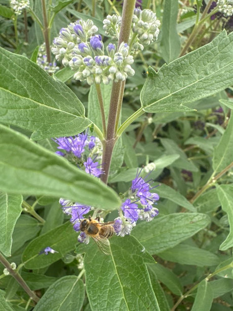 Caryopteris clandonensis 'Thetis'  -S- Bartblume 'Thetis'  -S-