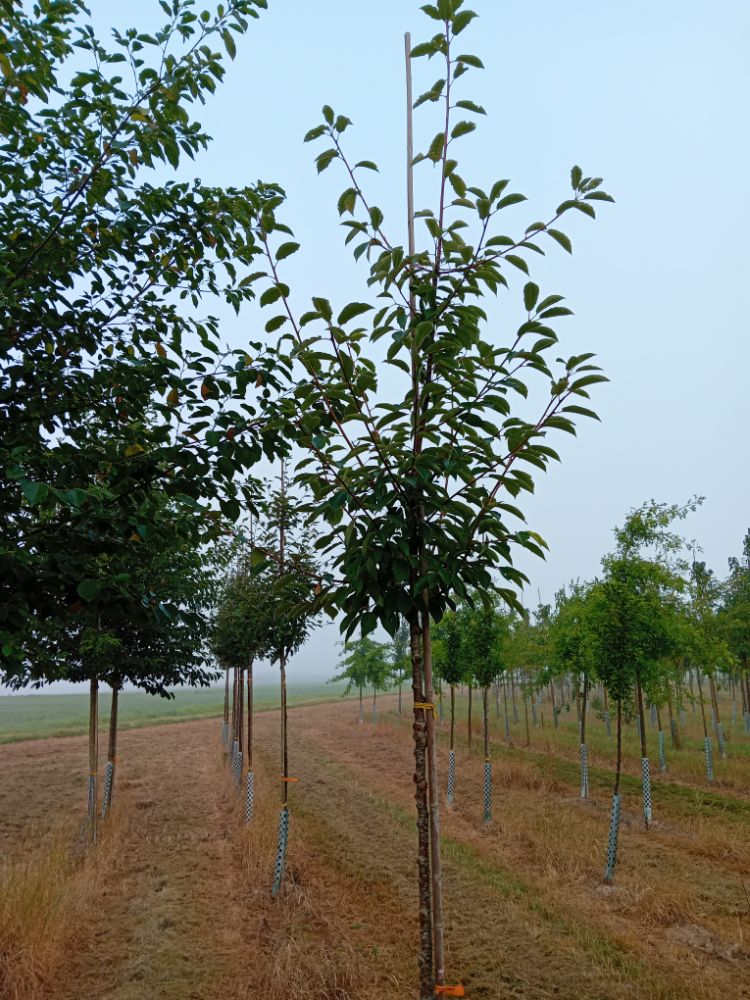 Prunus padus 'Schloss Tiefurt' Traubenkirsche 'Schloss Tiefurt'