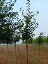 Prunus padus 'Schloss Tiefurt' Traubenkirsche 'Schloss Tiefurt'