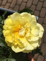 Rosa 'Friesia'  -R-                     BT III Beetrose 'Friesia'  -R-