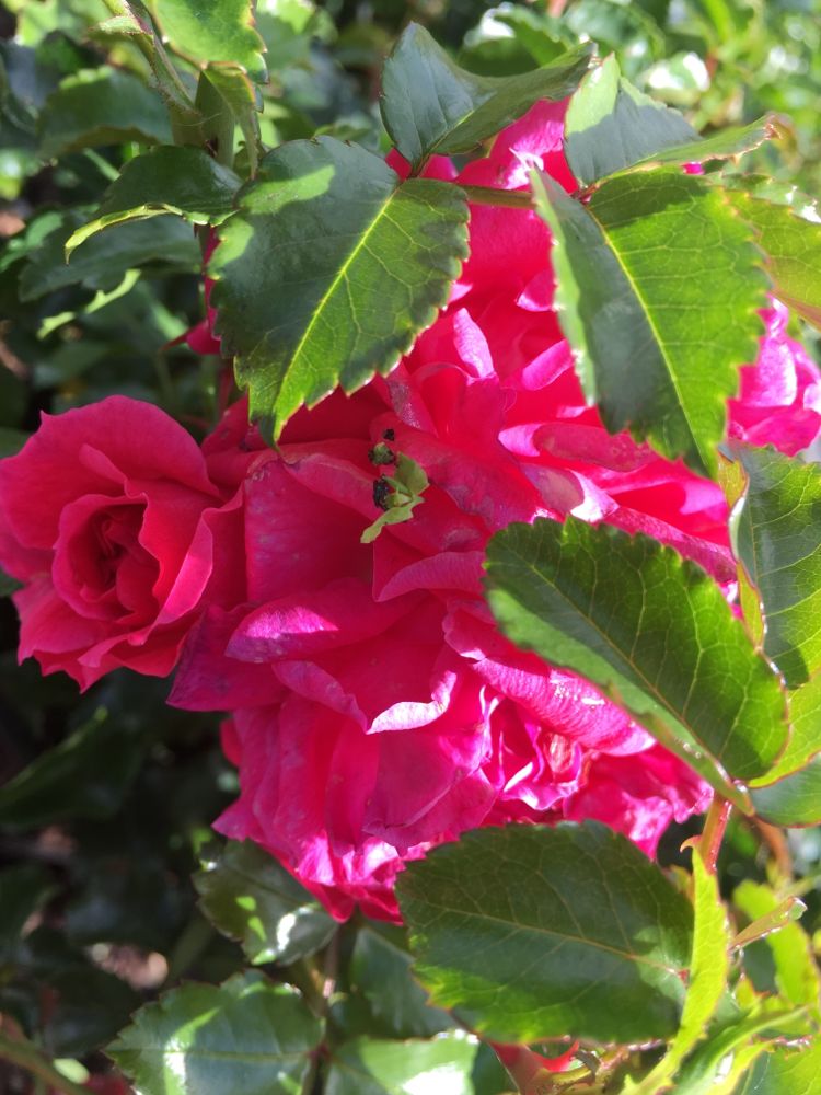 Rosa 'Heidetraum'  -R-                 BDR Bodend.Rose 'Heidetraum'  -R-     ADR-Rose