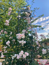 Rosa 'New Dawn'                         KL IV Kletterrose 'New Dawn'