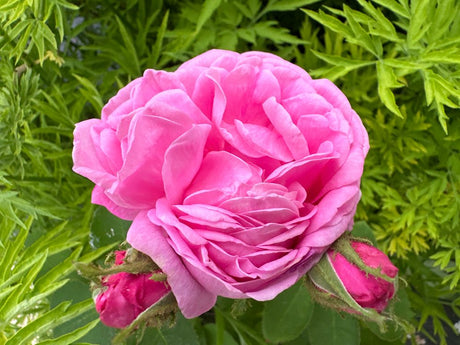 Rosa centifolia muscosa                STR IV Strauchrose centifolia muscosa