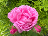 Rosa centifolia muscosa                STR IV Strauchrose centifolia muscosa