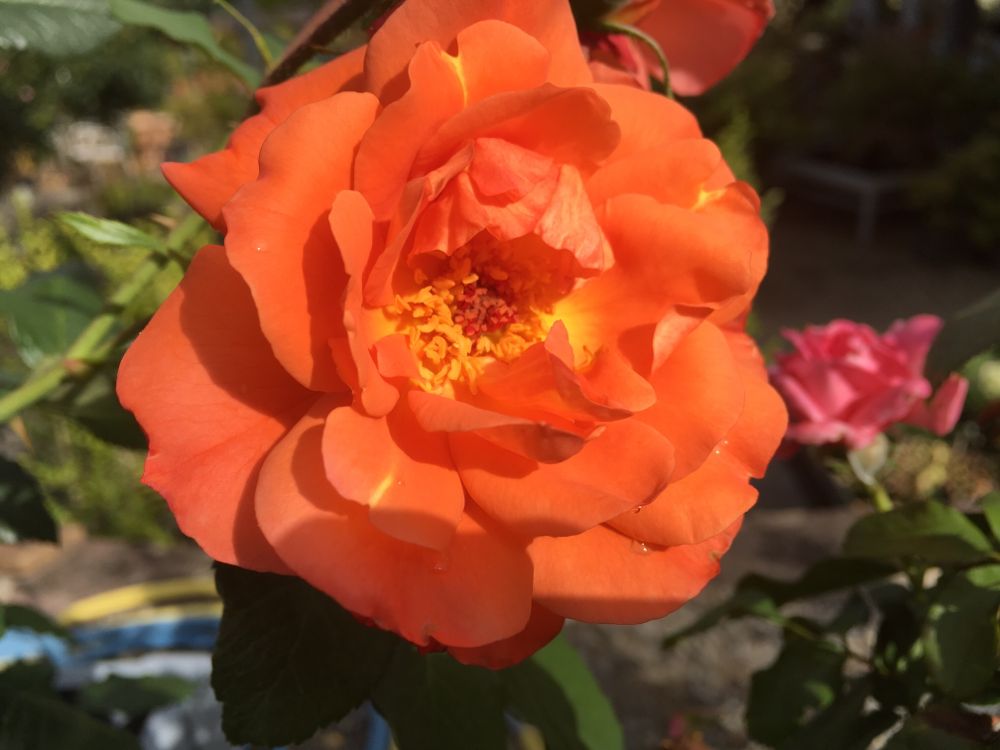 Rosa 'Westerland'  -R-                 STR III Strauchrose 'Westerland'  -R-