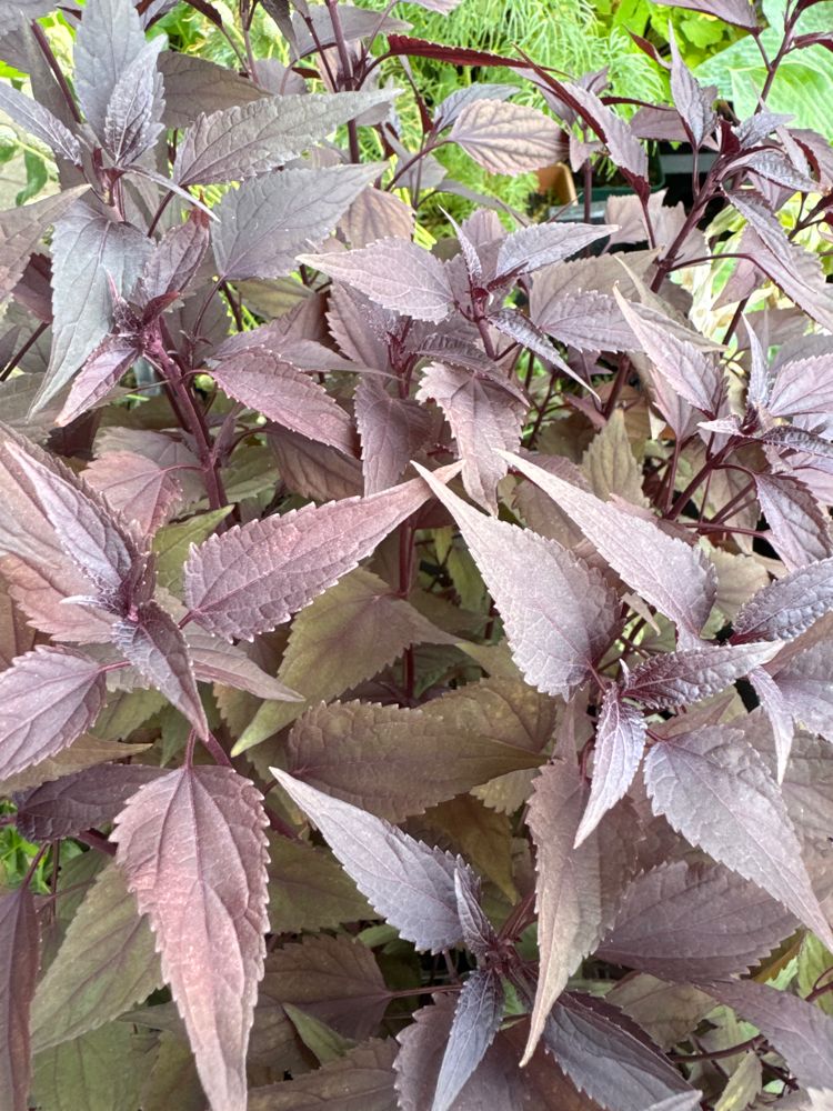 Eupatorium rugosum 'Chocolate' Braunblättriger Wasserdost