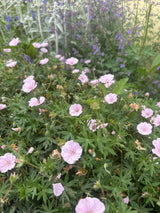 Geranium sanguineum var.striatum Gestreifter Blut-Storchschnabel
