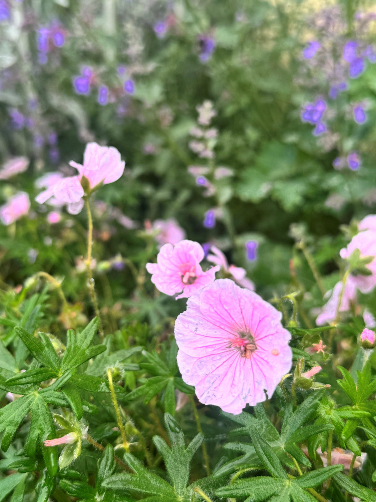 Geranium sanguineum var.striatum Gestreifter Blut-Storchschnabel