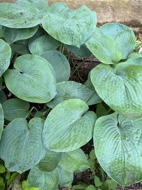 Hosta sieboldiana 'Elegans' Große Blaublatt-Funkie