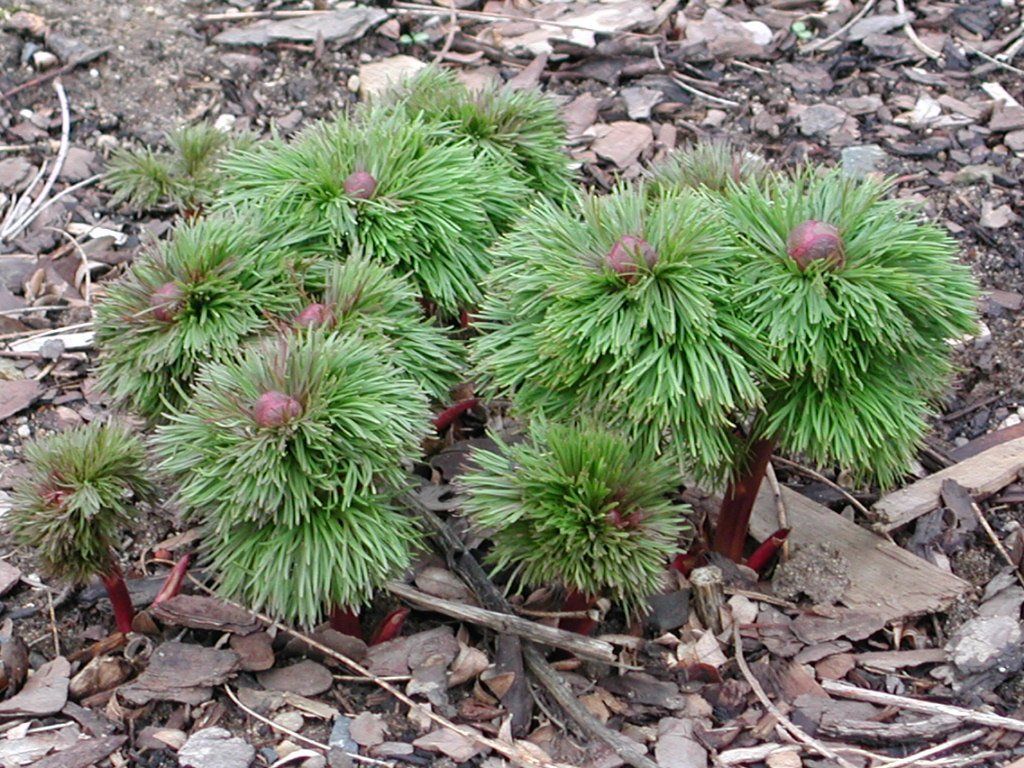 Paeonia tenuifolia Netzblatt-Pfingstrose
