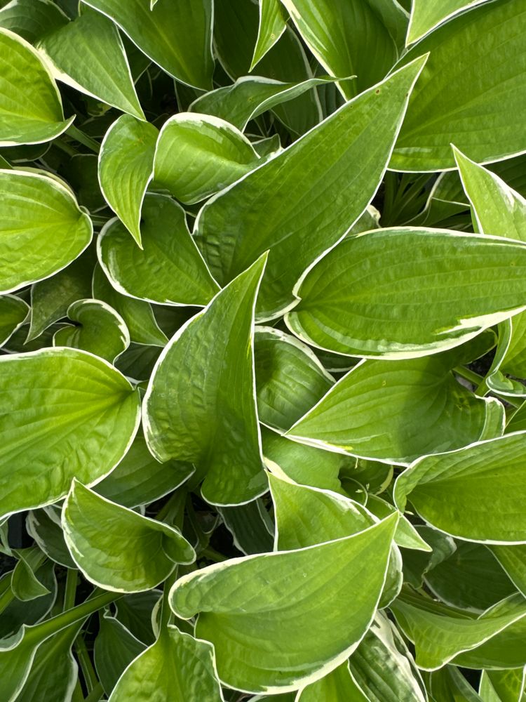 Hosta x fortunei 'Francee' Weißrand-Funkie