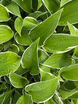 Hosta x fortunei 'Francee' Weißrand-Funkie