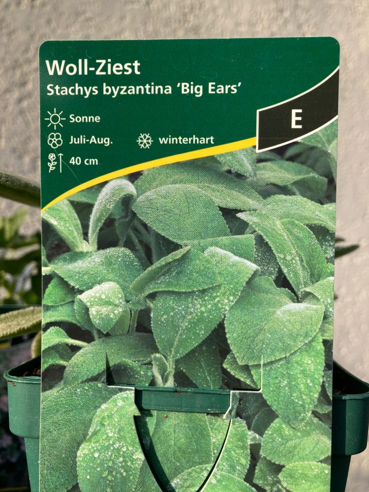 Stachys byzantina 'Big Ears' Woll-Ziest