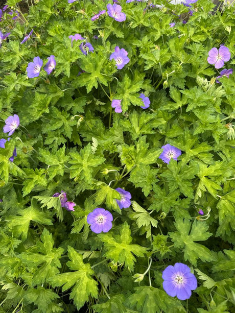 Geranium wallichianum 'Rozanne'  -R- Dauerblühender Storchschnabel