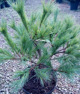 Pinus strobus 'Minima' Kissenkiefer 'Minima'