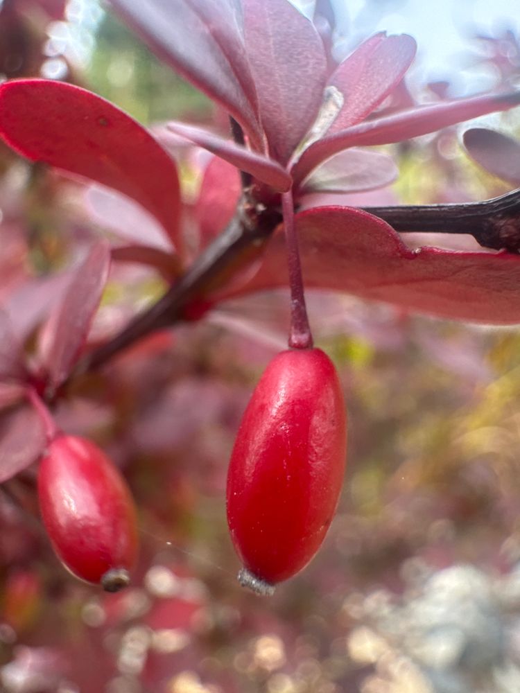 Berberis thunbergii 'Atropurpurea' Rote Heckenberberitze