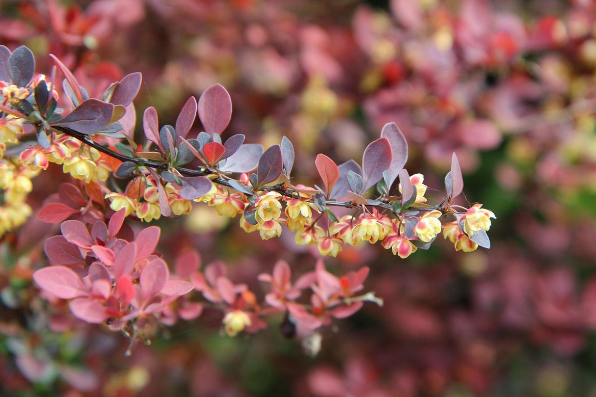 Berberis thunbergii 'Bagatelle' Rote Zwergberberitze 'Bagatelle'