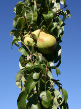 Pyrus com.'Condo'                     CAC Birne 'Condo'                       mittel
