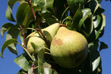 Pyrus com.'Condo'                     CAC Birne 'Condo'                       mittel
