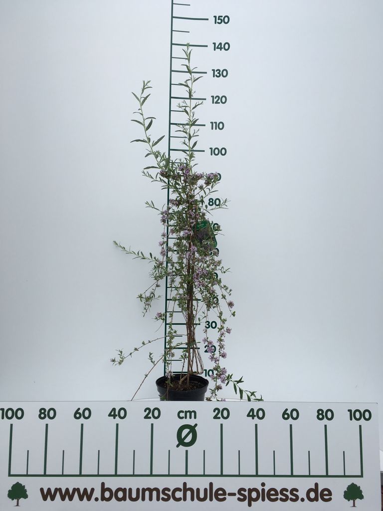 Buddleja alternifolia Hänge-Sommerflieder