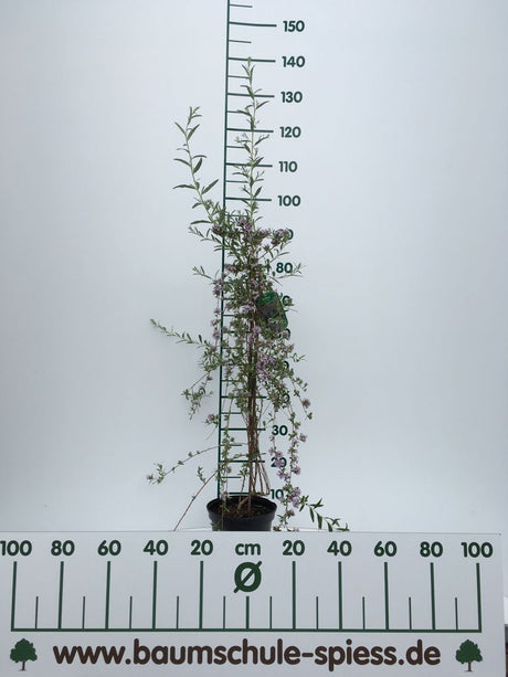 Buddleja alternifolia Hänge-Sommerflieder