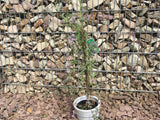Buddleja alternifolia Hänge-Sommerflieder