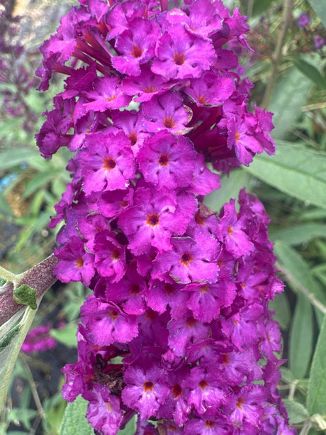 Buddleja davidii 'Royal Red' Sommerflieder 'Royal Red'
