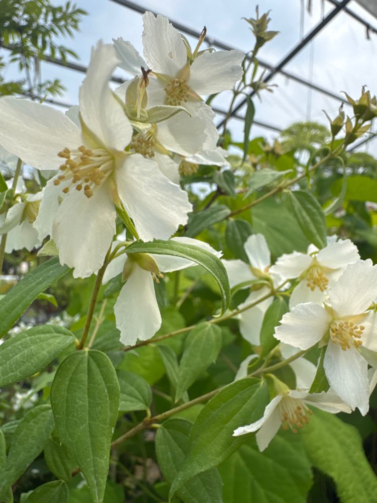 Philadelphus 'Dame Blanche' Gartenjasmin 'Dame Blanche'