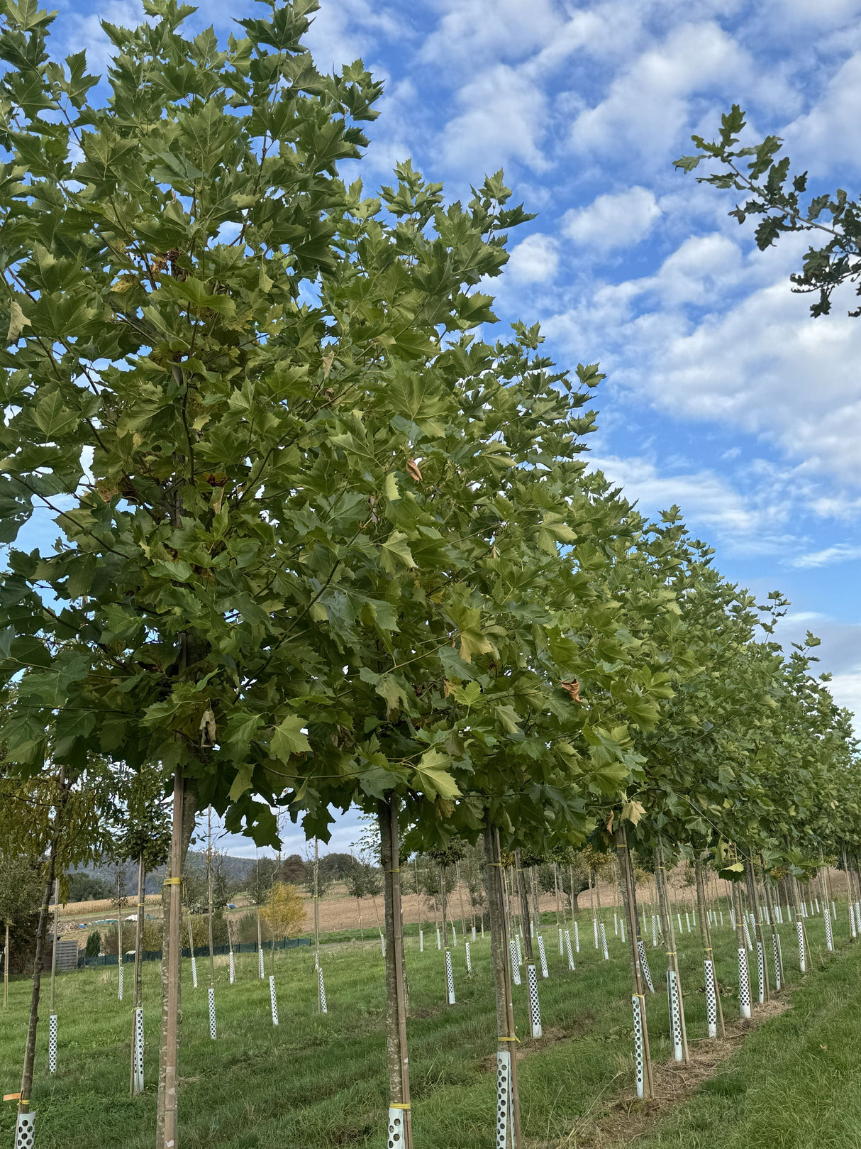 Platanus hispanica Platane