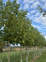 Platanus hispanica Platane