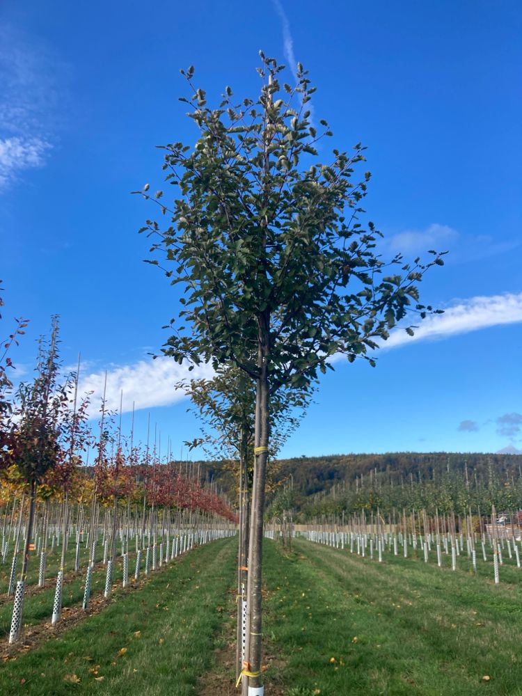 Sorbus intermedia Schwedische Mehlbeere