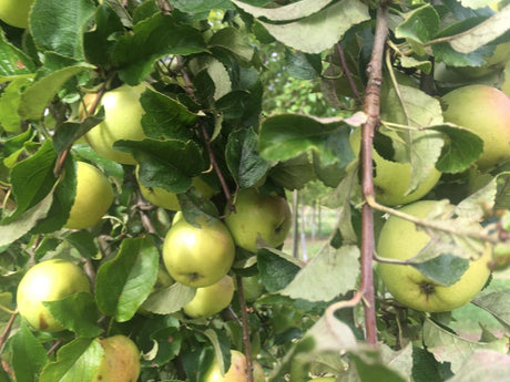 Malus 'Zuccalmagliorenette'            CAC Apfel 'Zuccalmagliorenette'         mittel