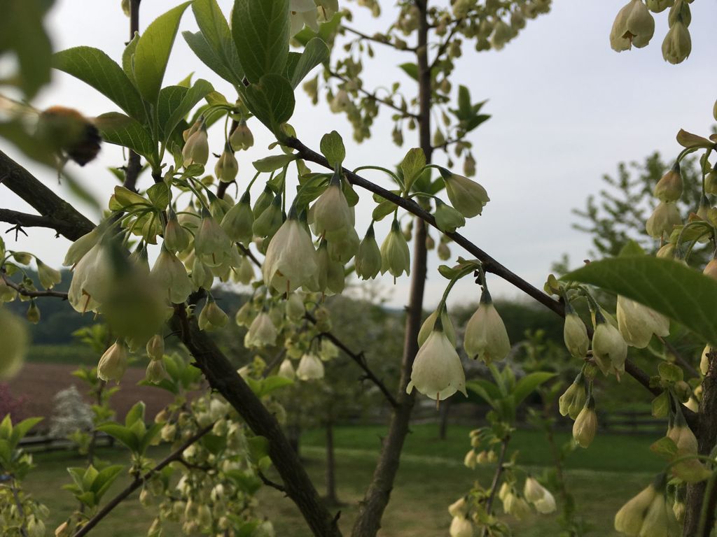 Halesia carolina Schneeglöckchenbaum