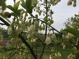 Halesia carolina Schneeglöckchenbaum